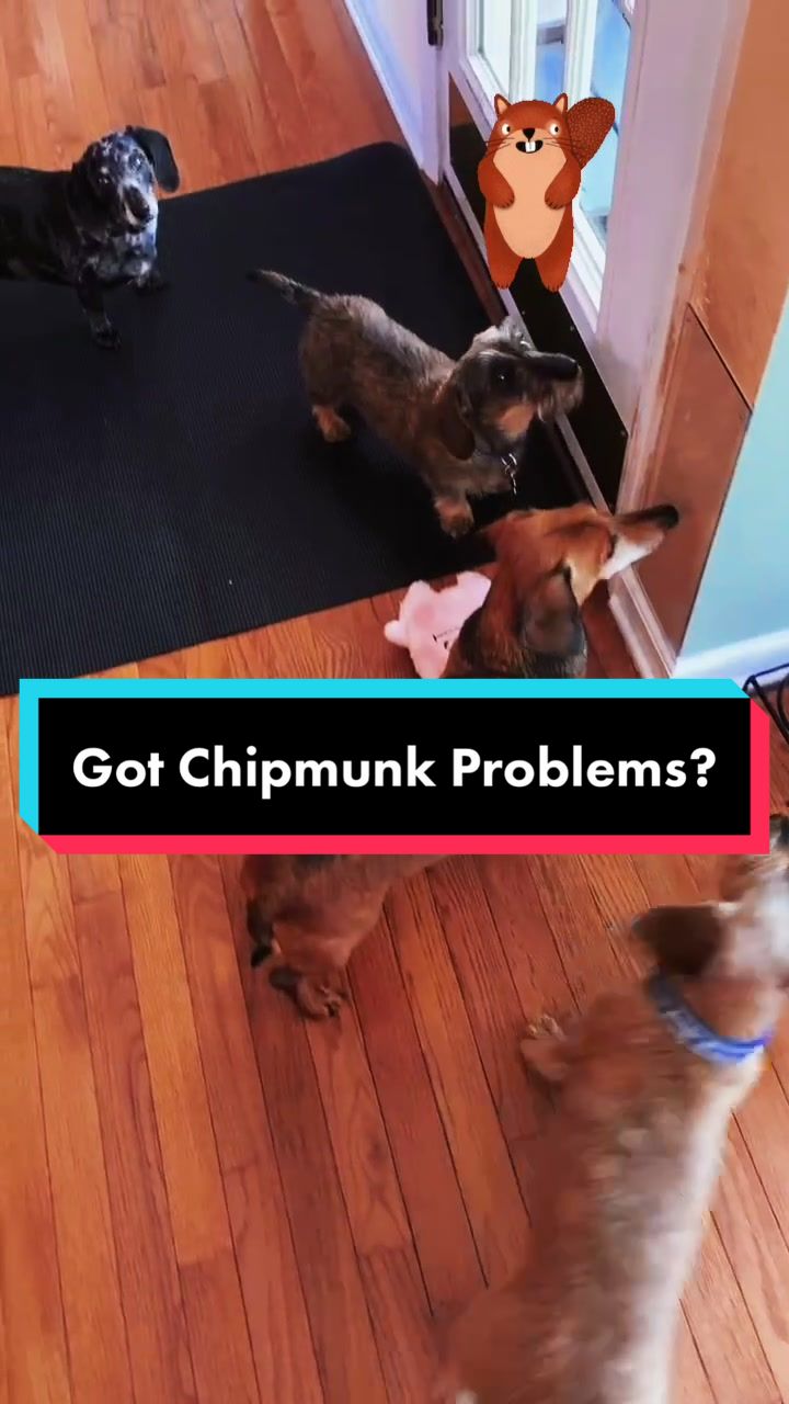 @dr.adam_christman_Veterinarian