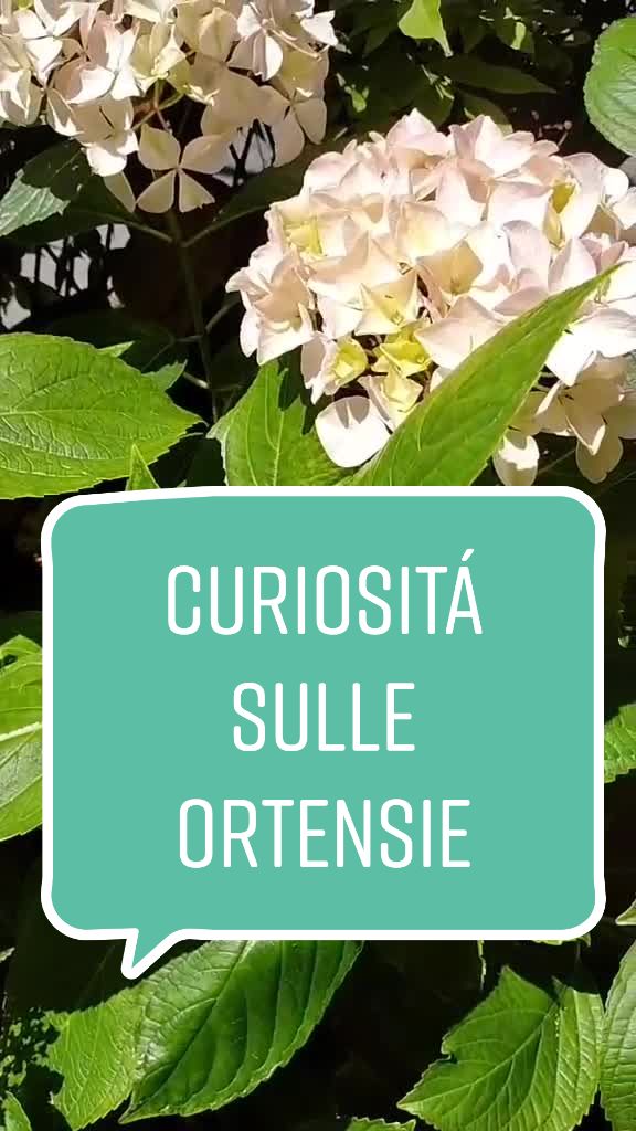 @Il giardiniere felice