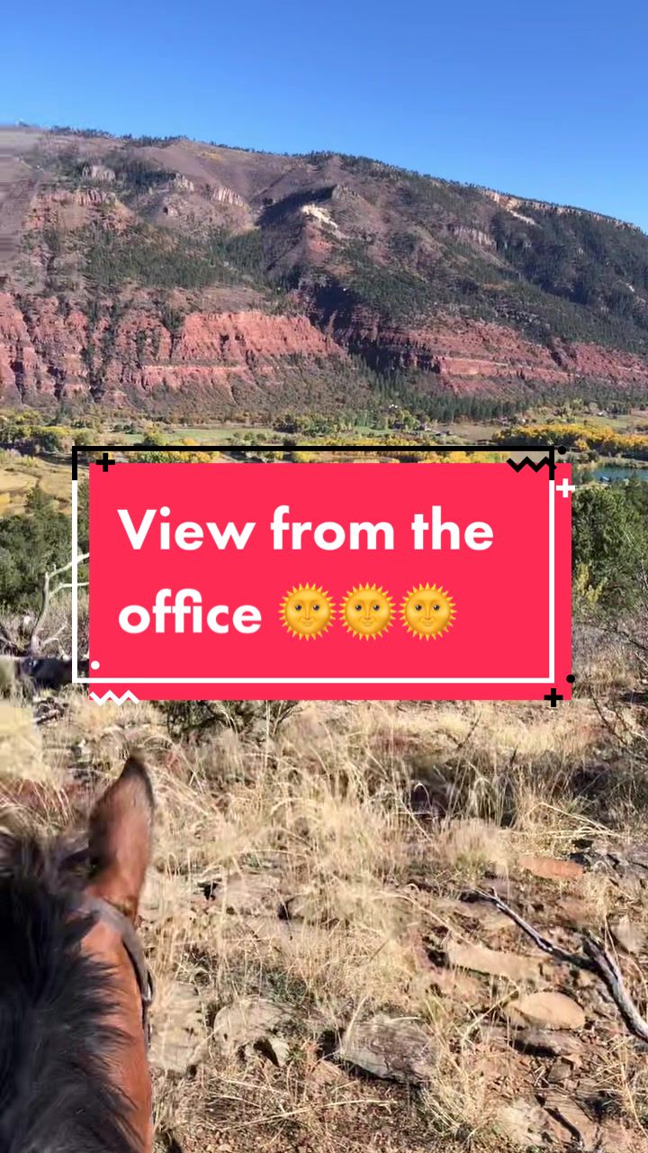 @Mindful Equine Ltd.