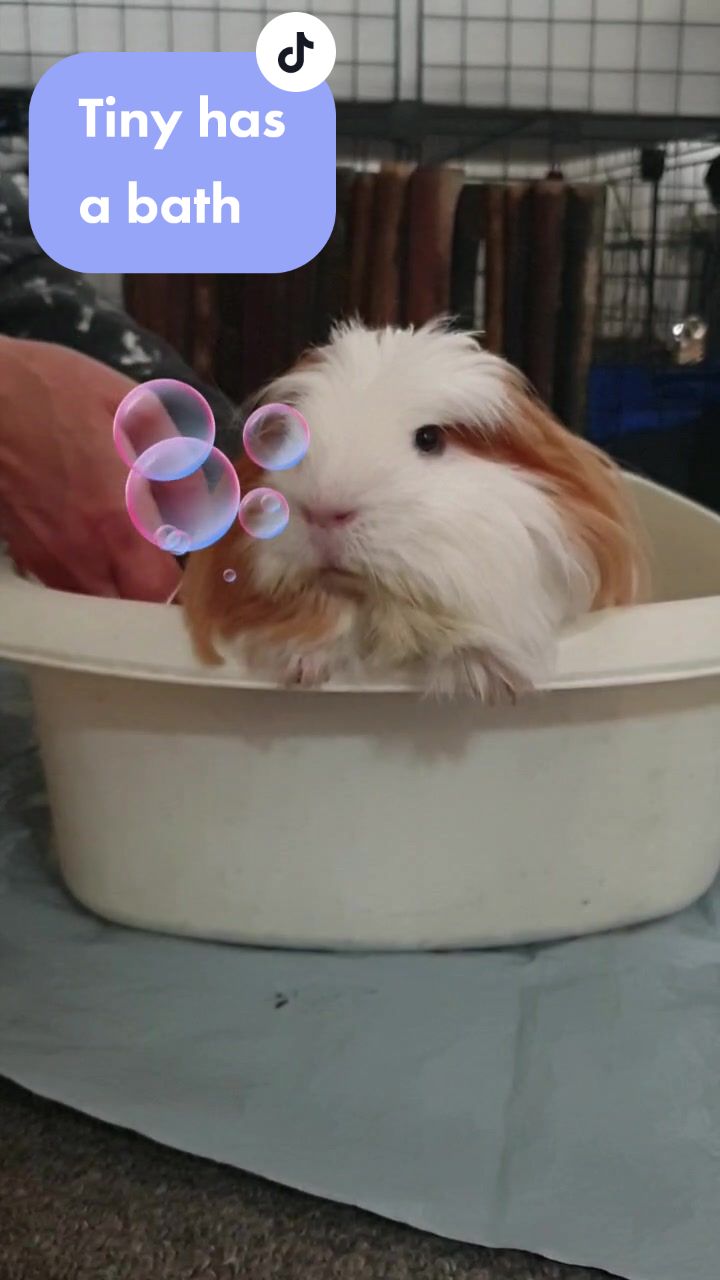 @Piggymassage