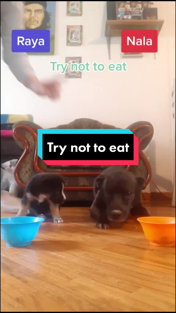 @Nala_and_Raya