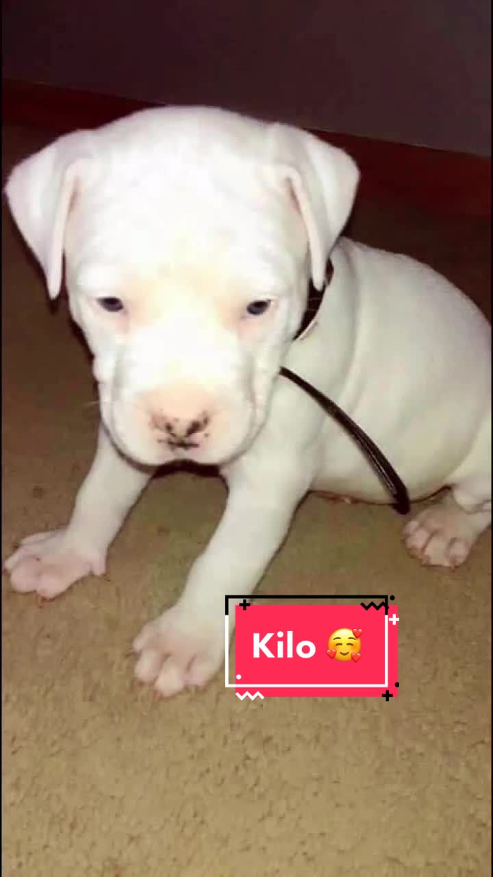 @MaineiacBullies