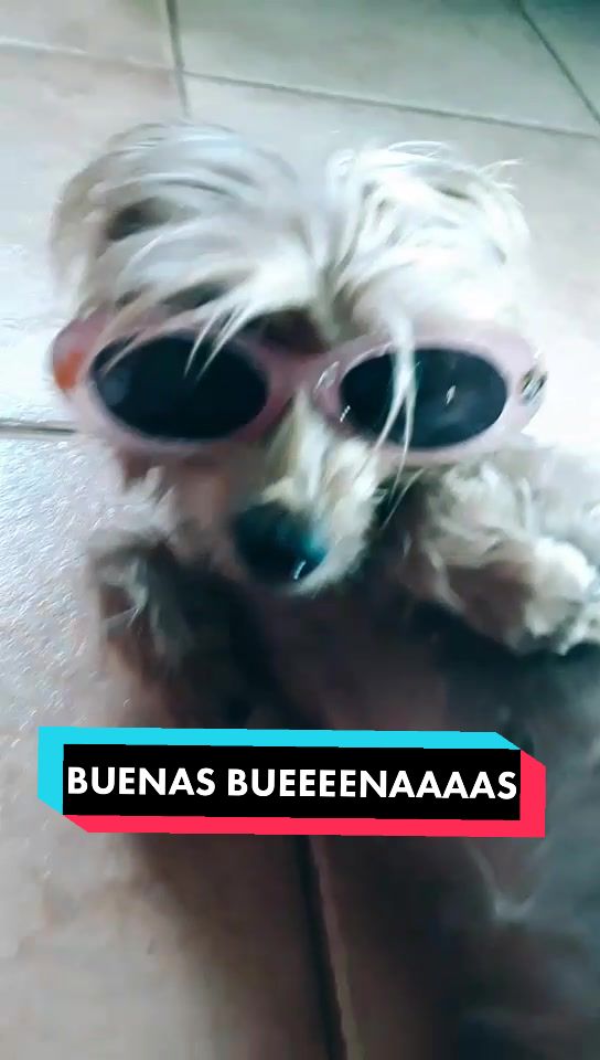 @😍 GOFIO Y PERLA 😍