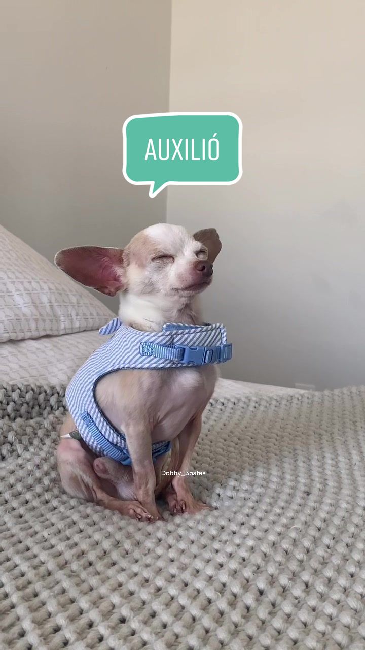 @Dobby_elchihuahua