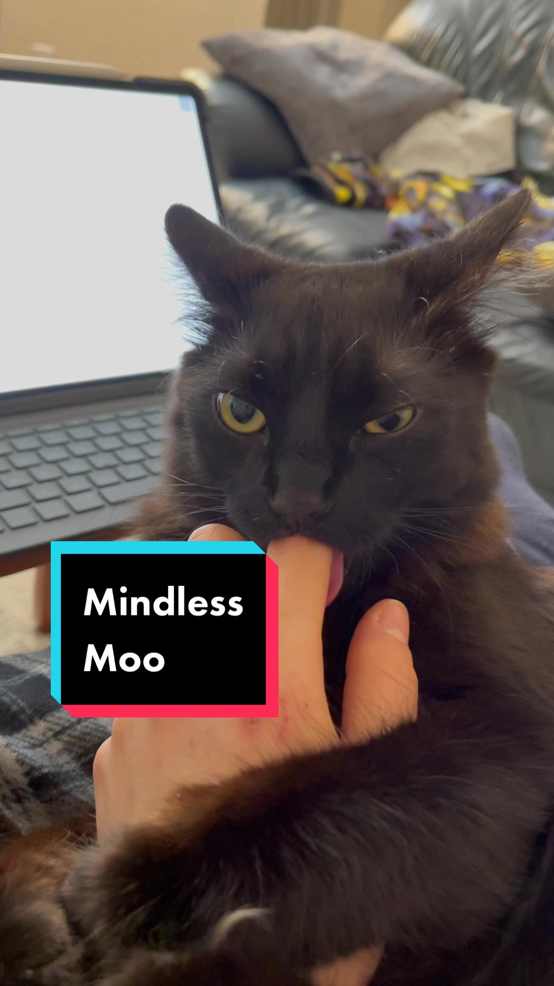 @Moo Bear
