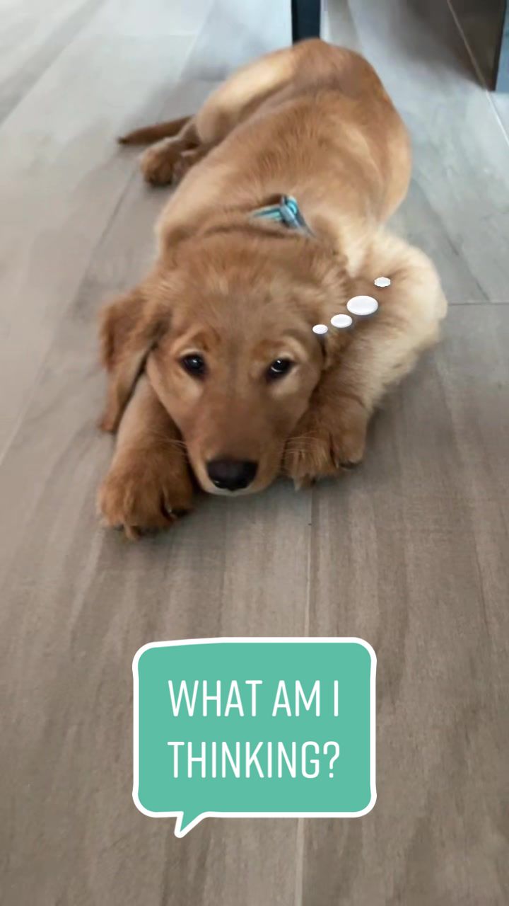 @Westley The Golden