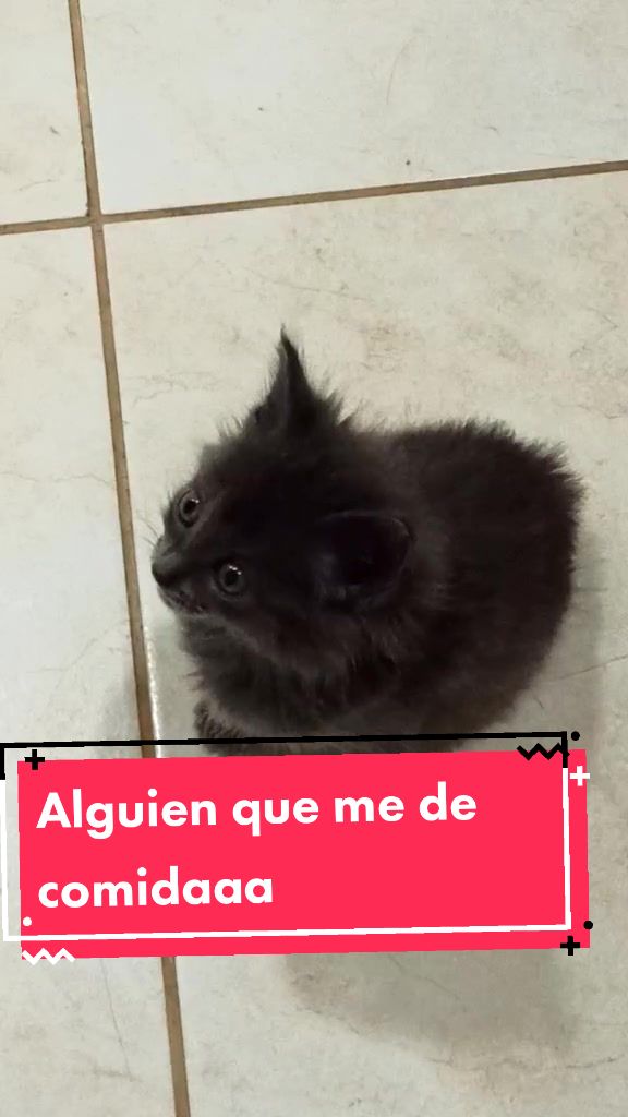 @Gato Orión
