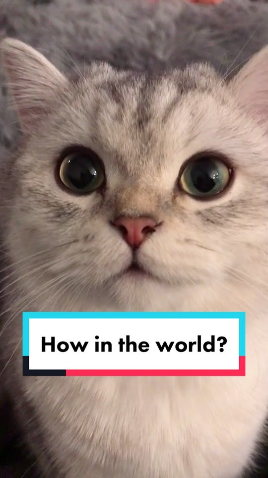@Ollie the Cat
