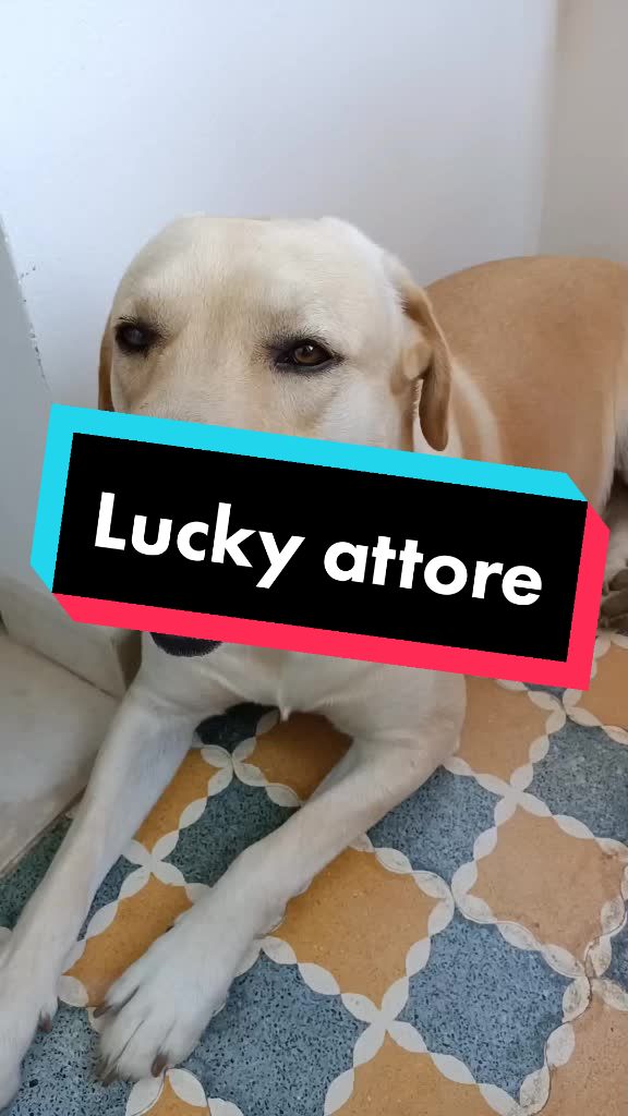 @il mio amico Lucky