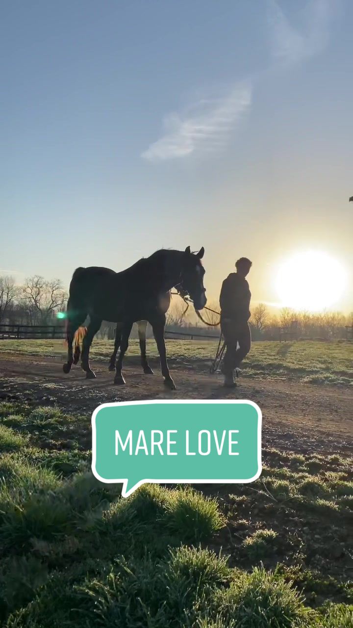 @TheChoiceEquestrian