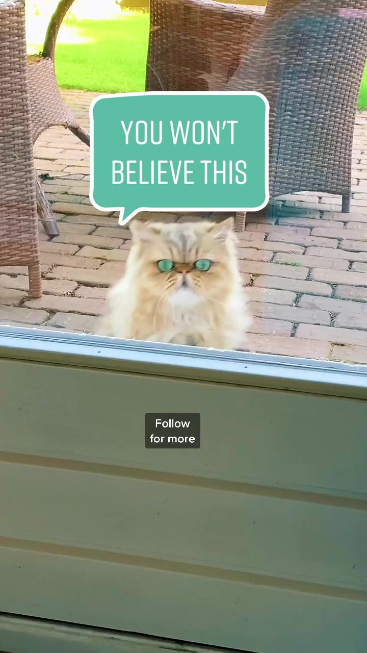 @Dutchkittycat