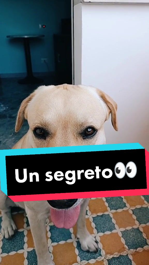 @il mio amico Lucky