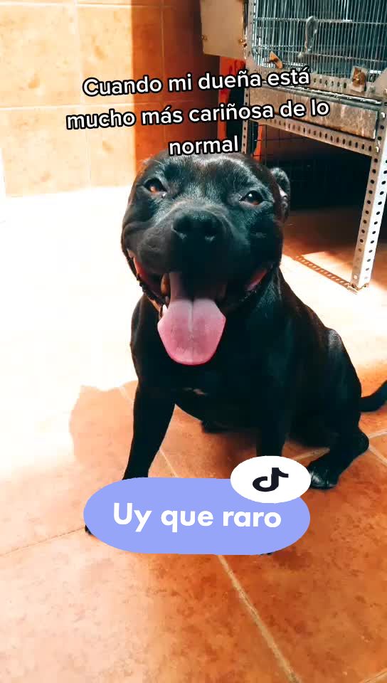 @😍 GOFIO Y PERLA 😍