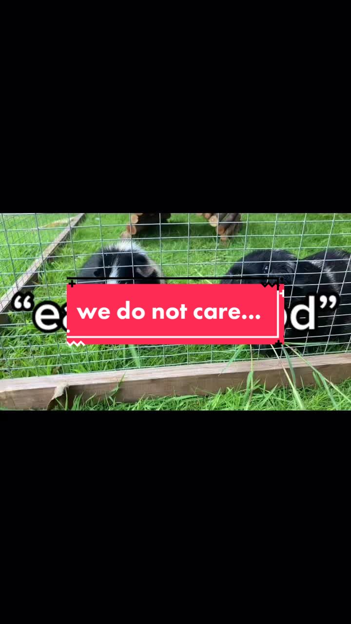@Guinea pig tricks 🐹👍