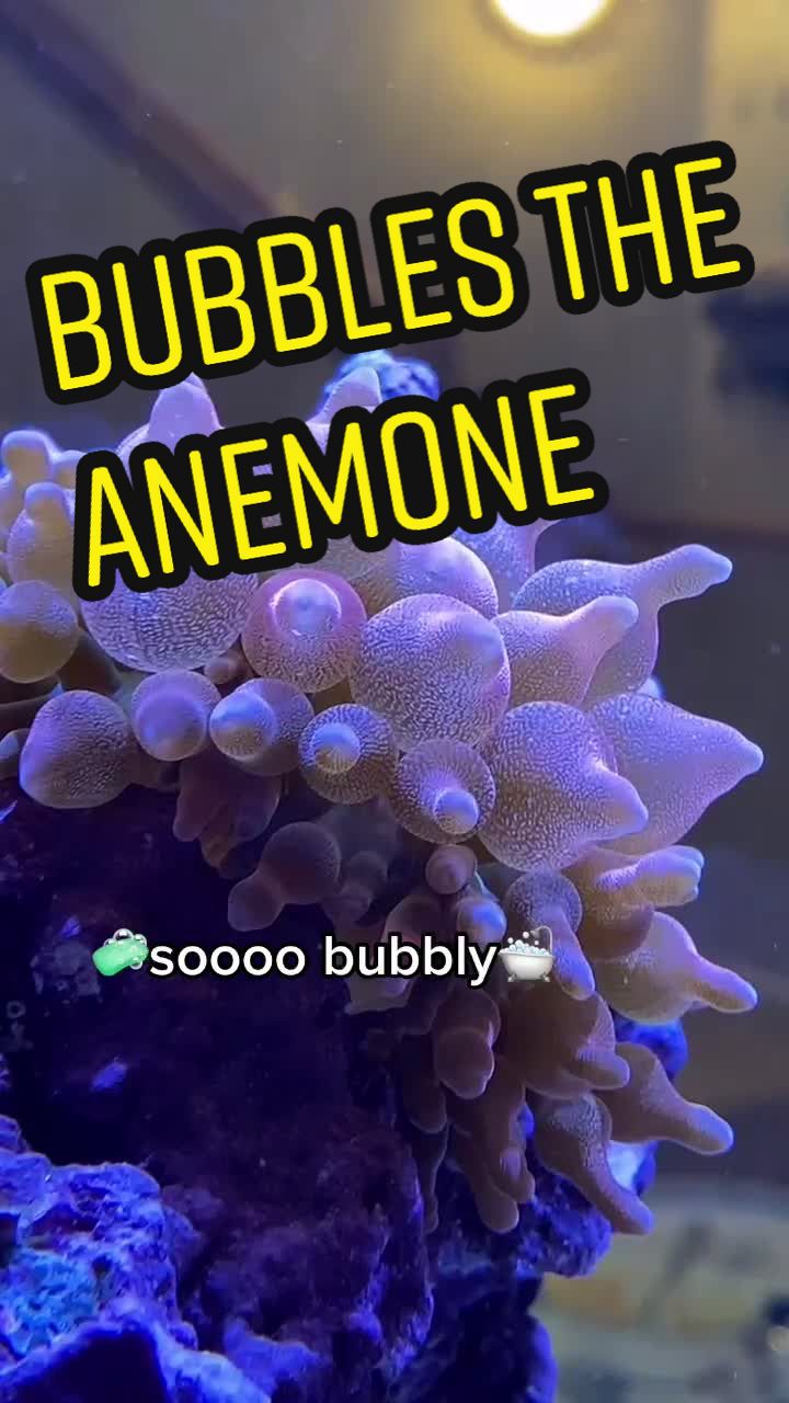 @Puff Daddy Reef 🦈🐠