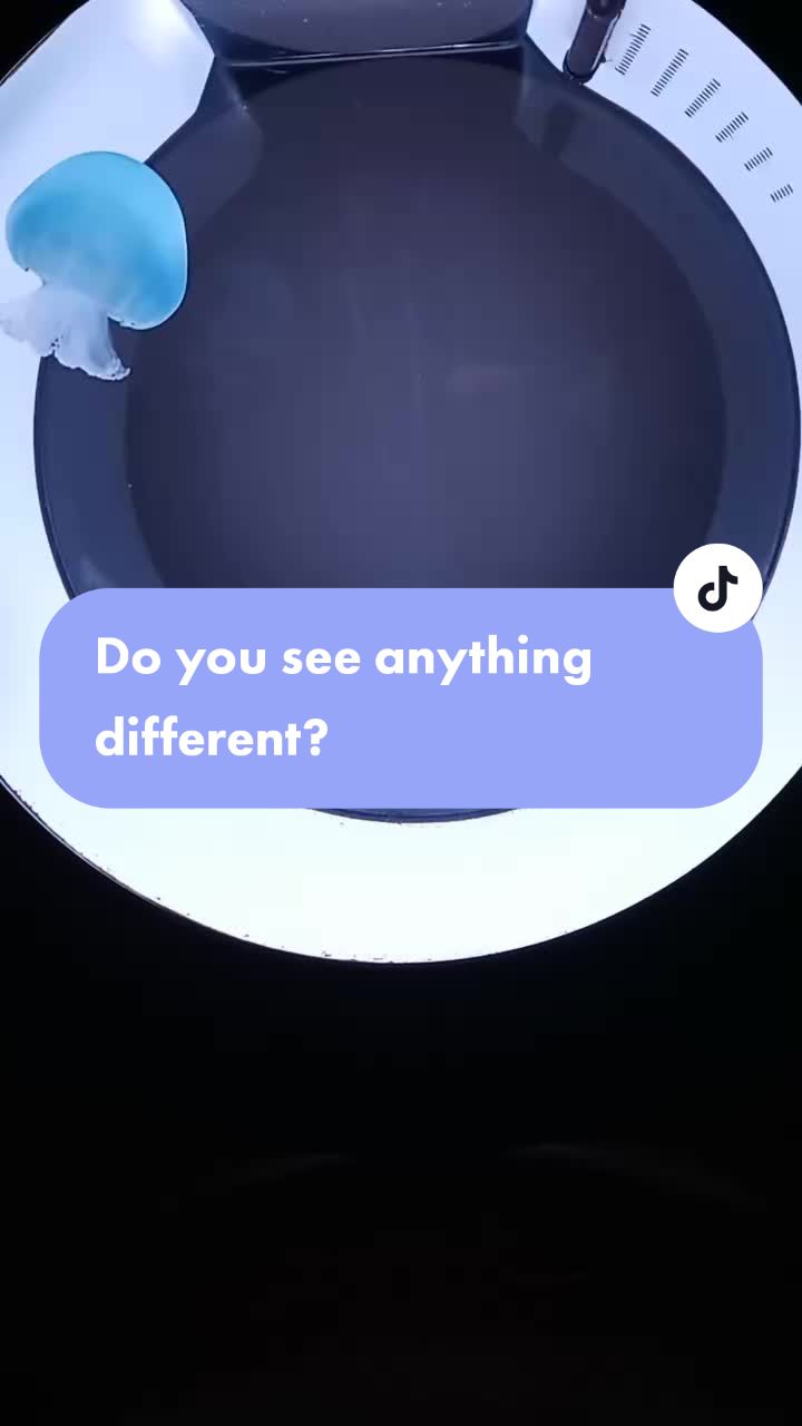 @Sting the jellyfish