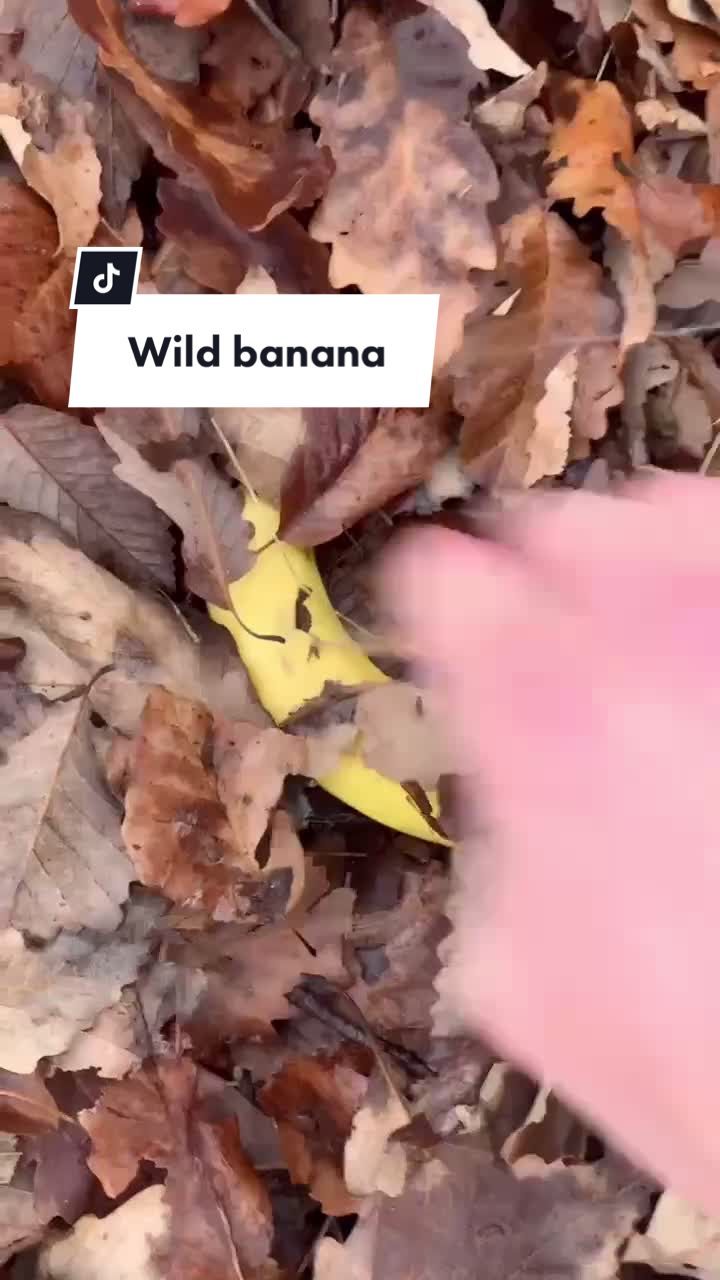 @TheBananaReport