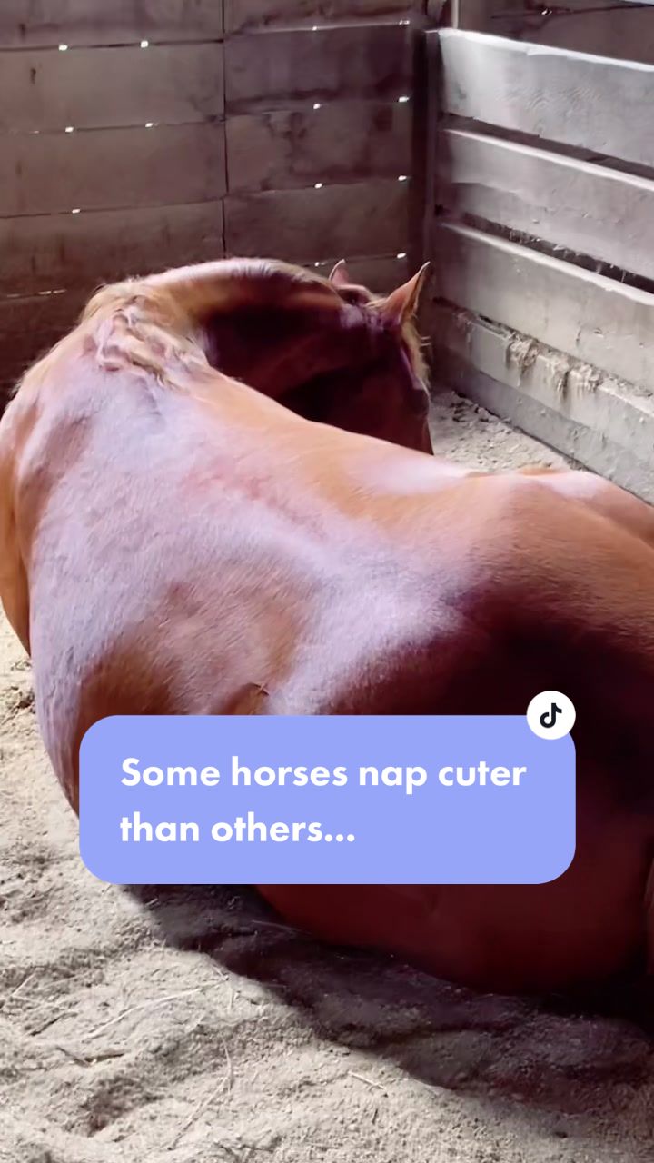 @TheChoiceEquestrian