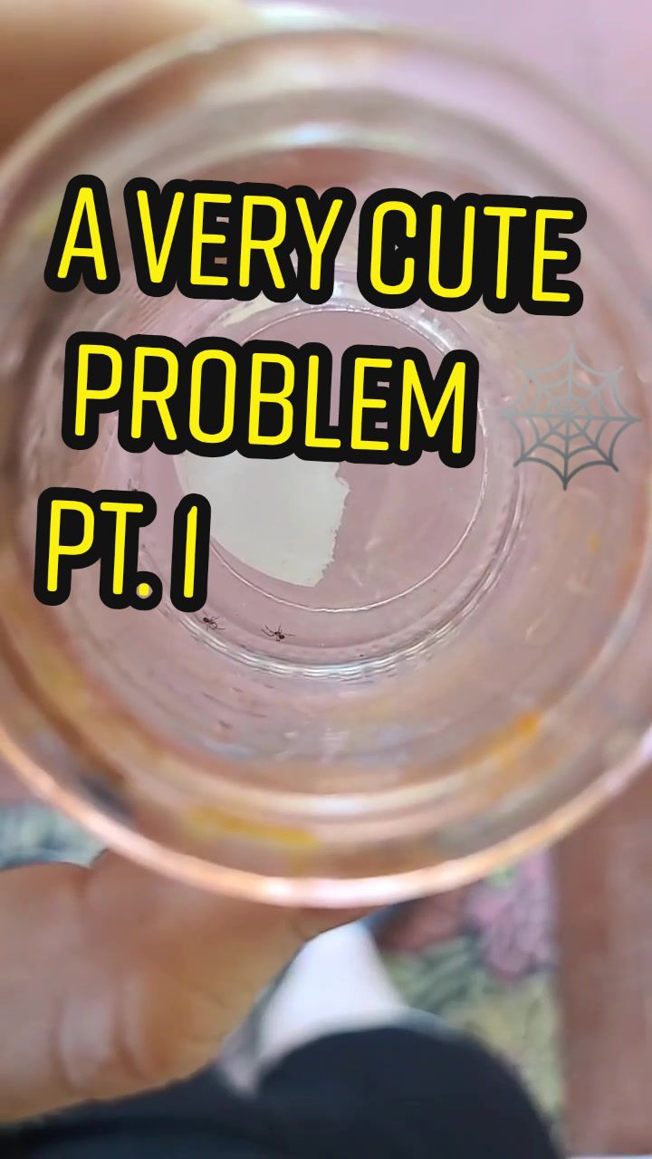 @HydraPlz