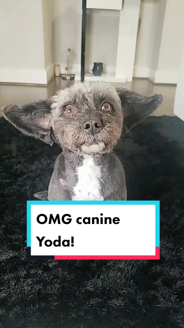 @Koda the Canine Yoda