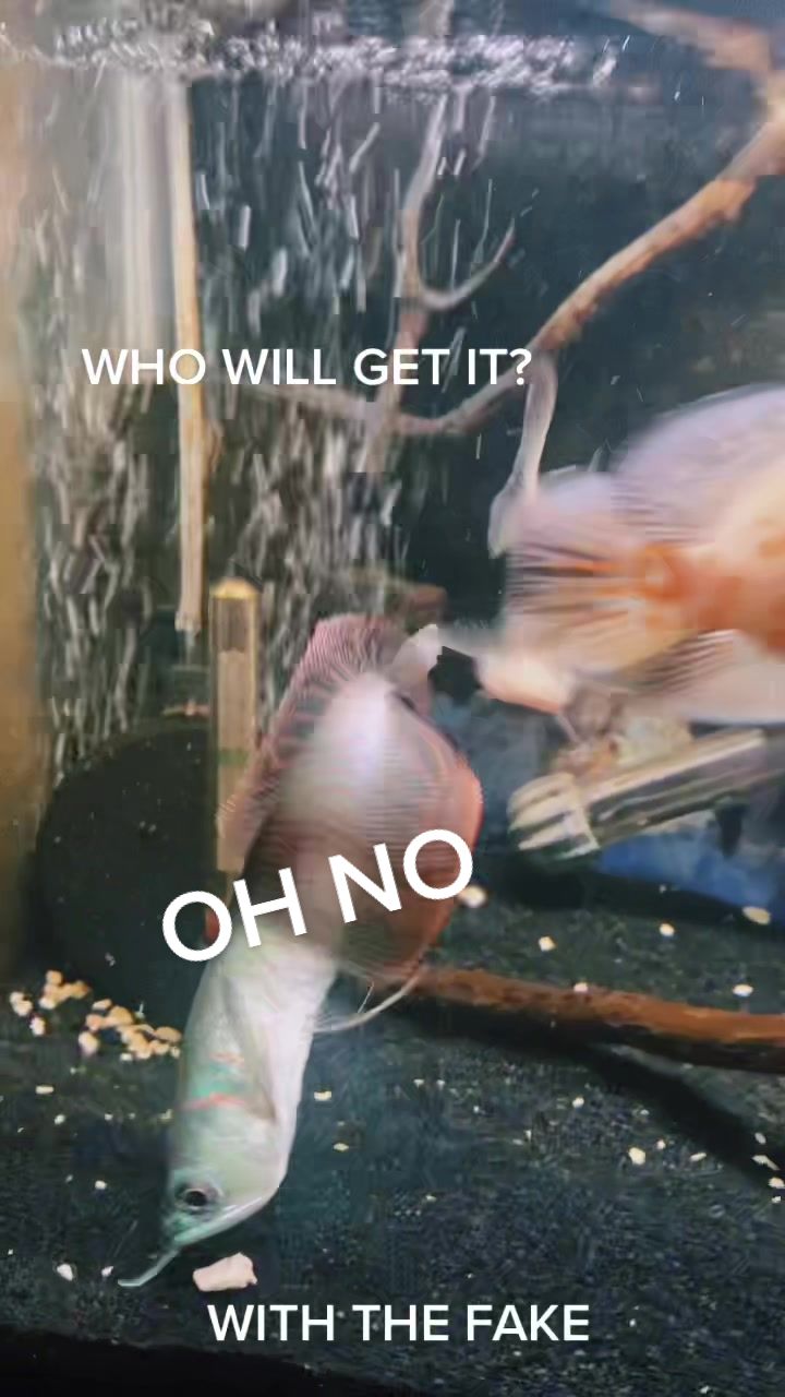 @lil t