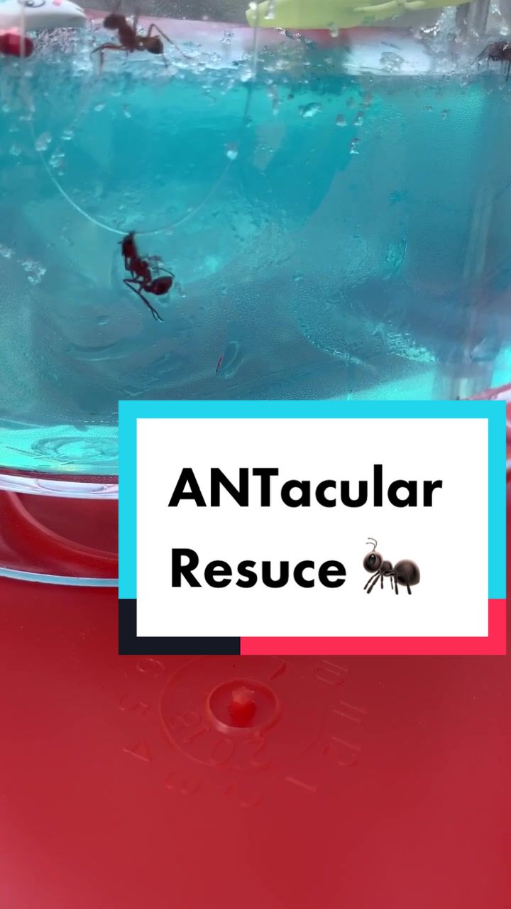 @The Ants!