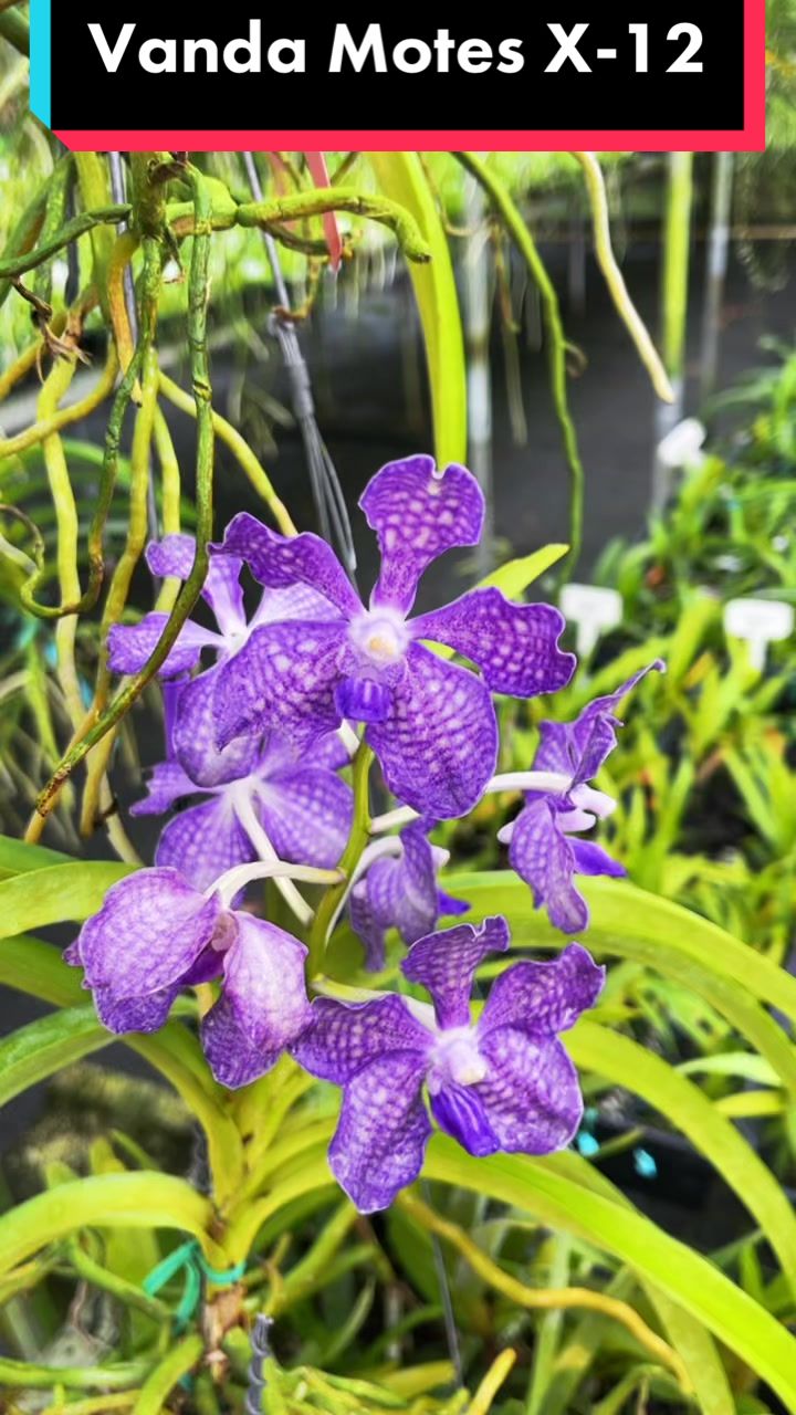 @Motes Orchids