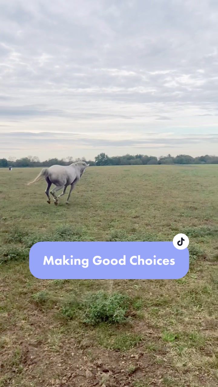 @TheChoiceEquestrian