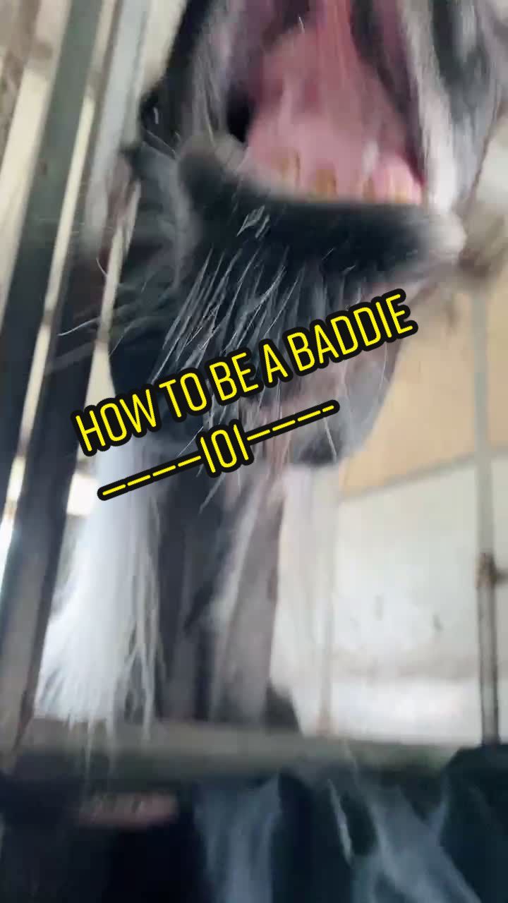 @Panda the Pony