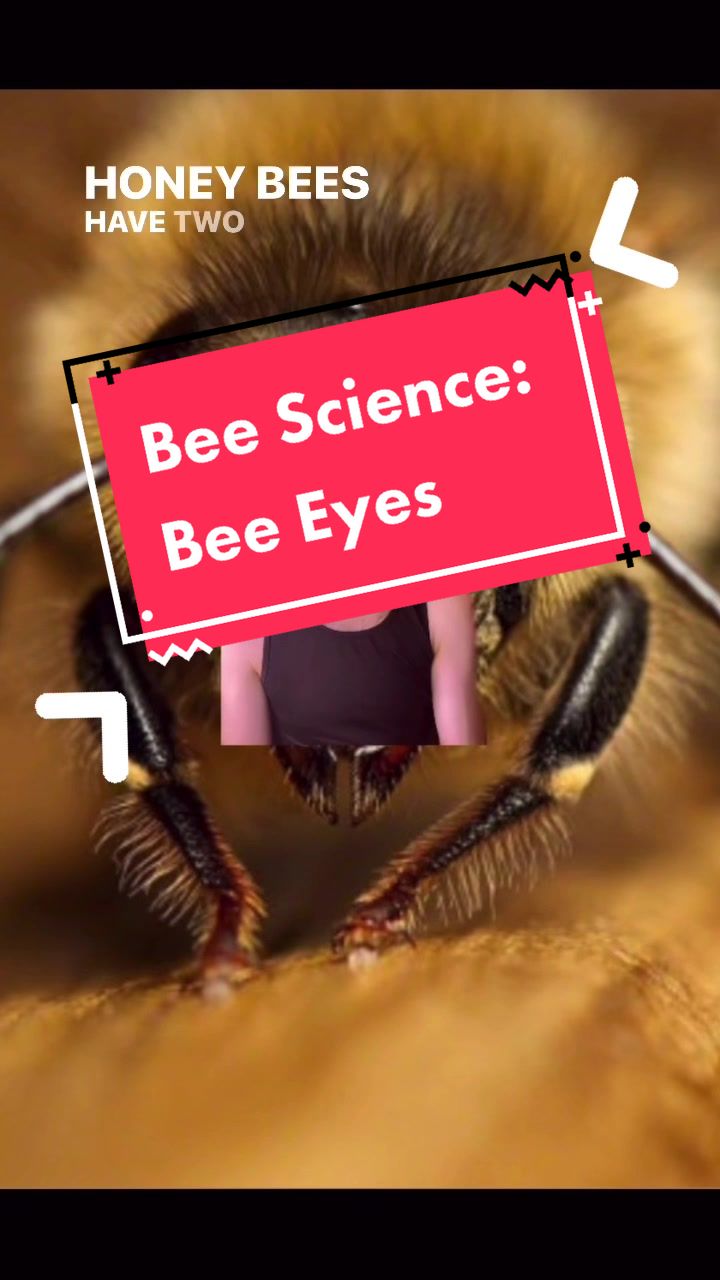 @Newbeeswv