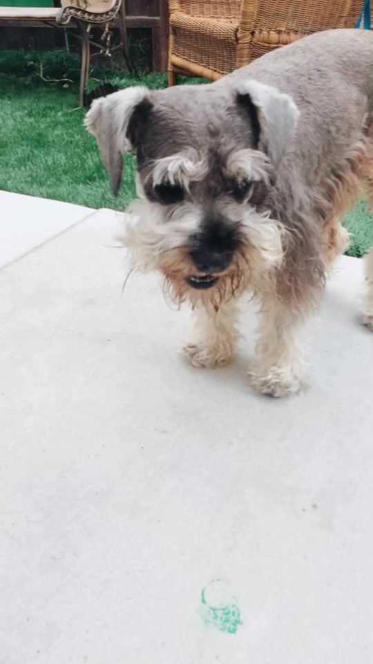@max_pooch