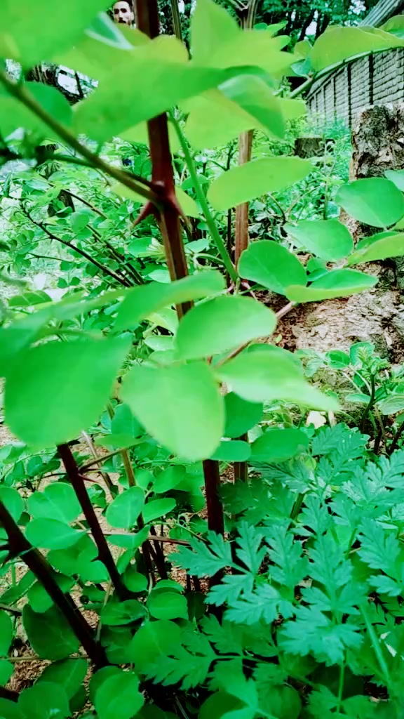 @ابرار بھٹ