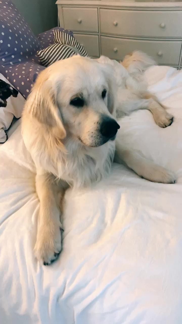 @I&rsquo;m a dog