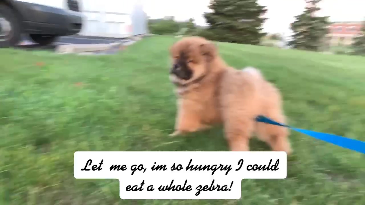 @chowsandpals