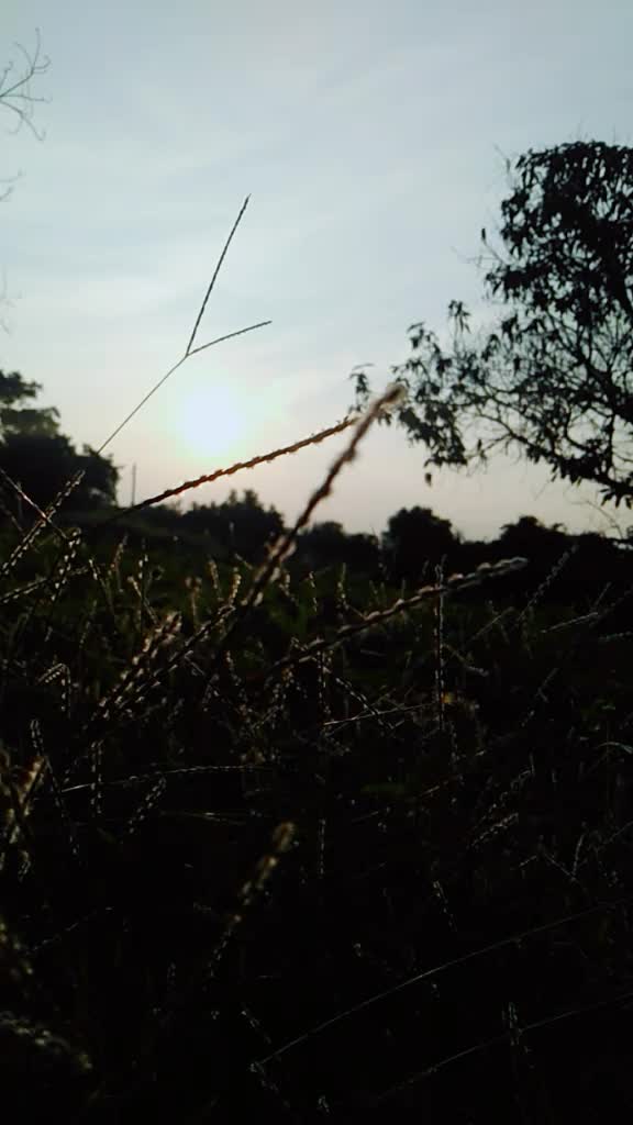 @ᏉⅈՏℍℕႮℙℛⅈℽᗅ