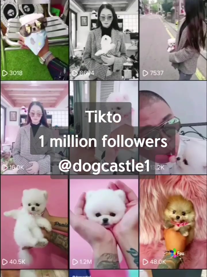 @Dogcastle_TH