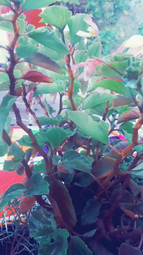 @oyku.belinay.5868