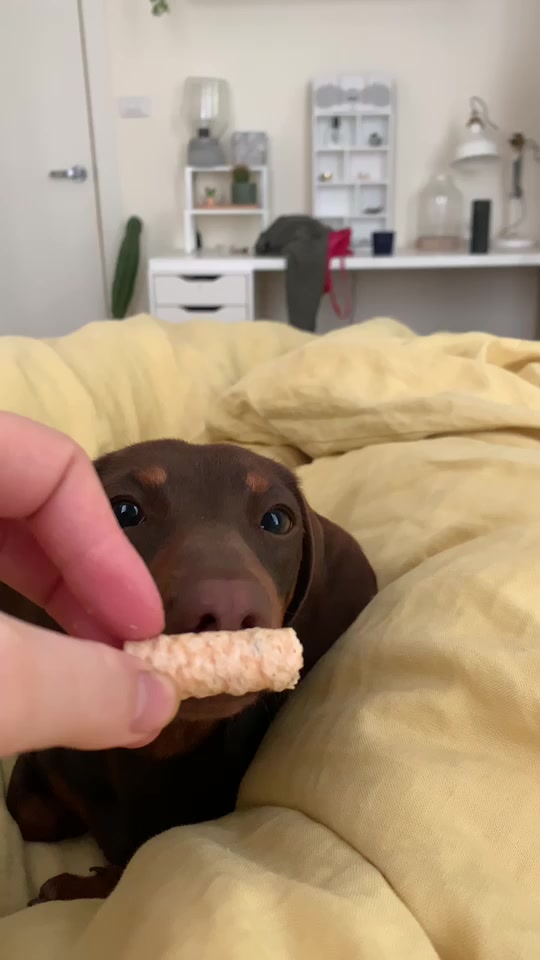 @Pip The Sausage 🤍