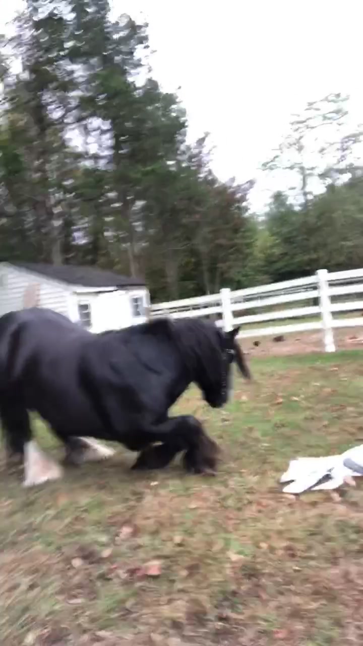 @The Pony Show