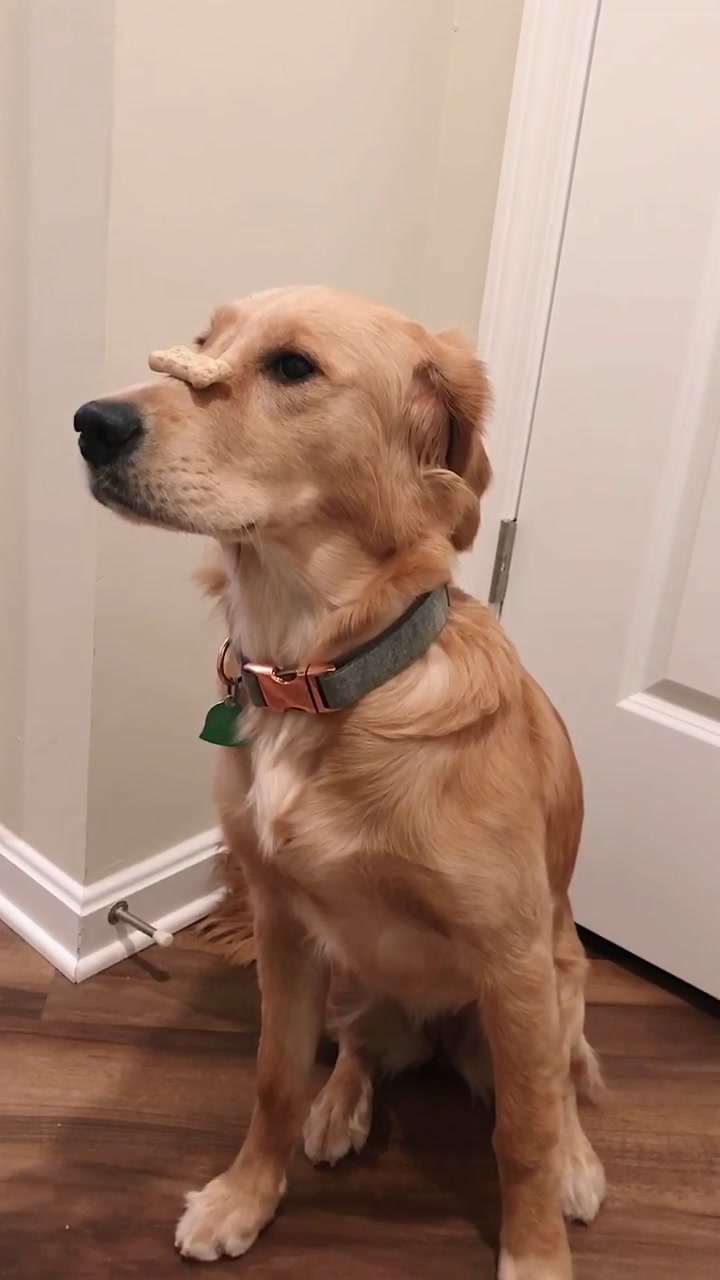@riley_the_nugget