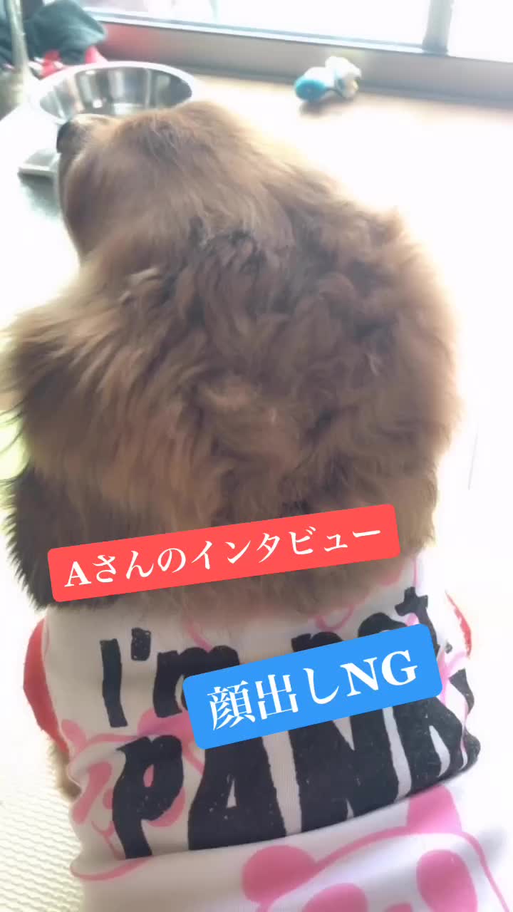 @🐶んべちゃん🐶