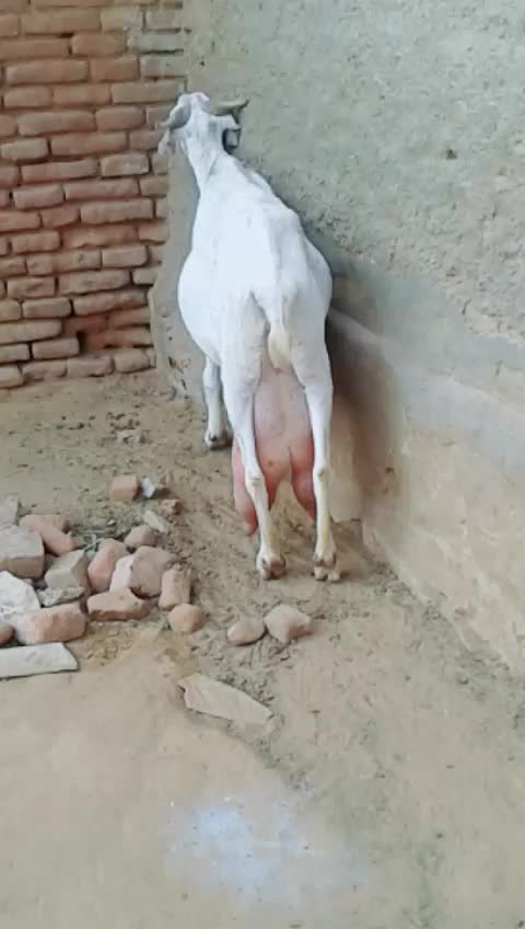 @Rutvik Desai