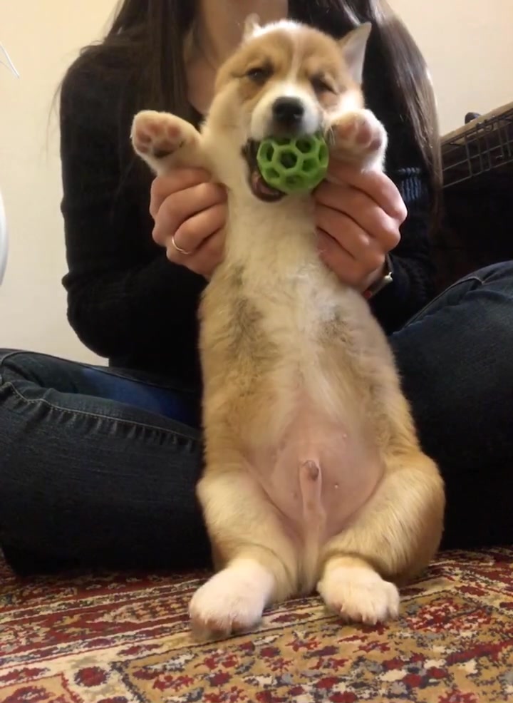 @Ollie The Corgi