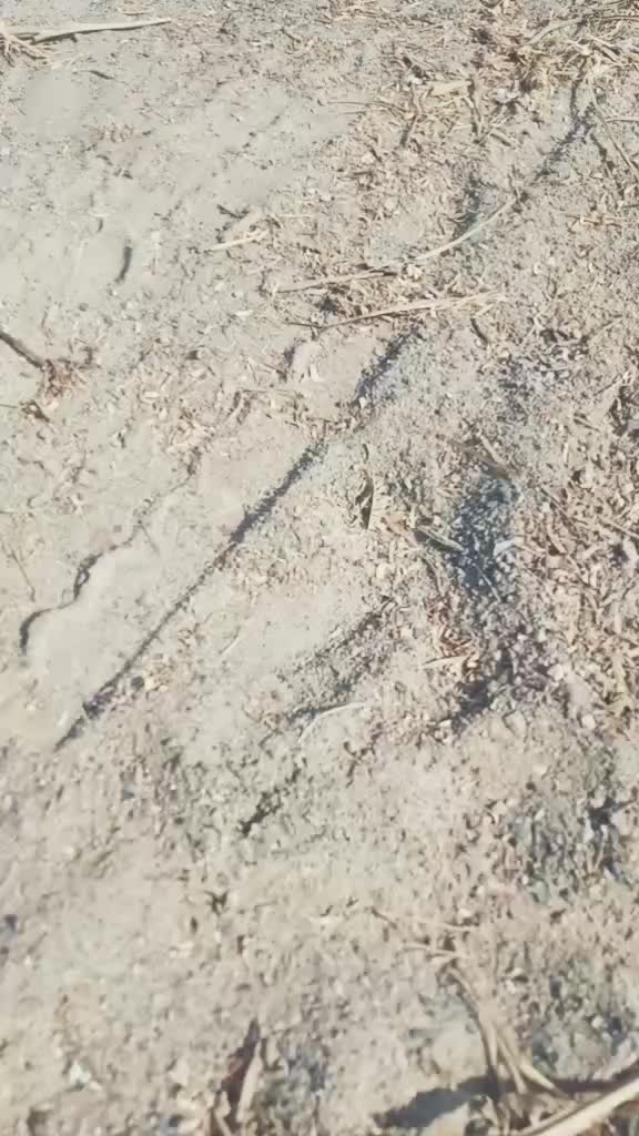 @zalayogendrasinhbapu