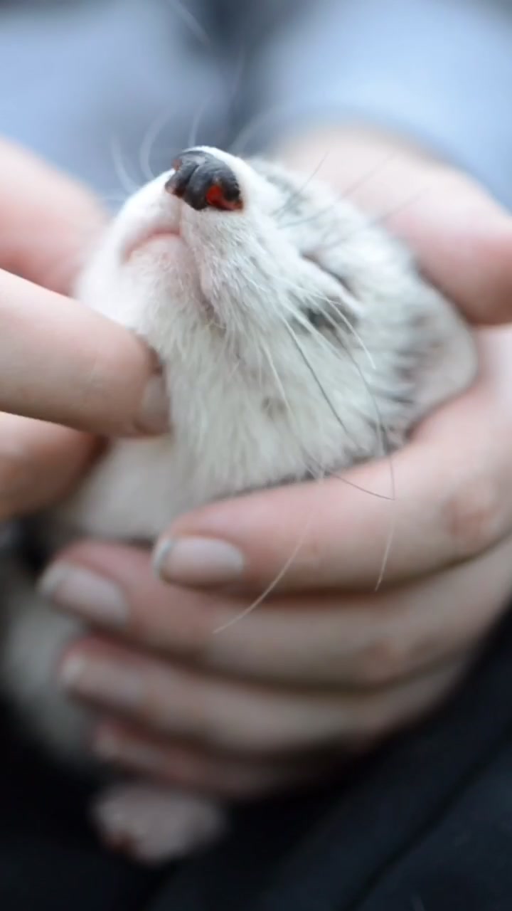 @Mr. Moose the Famous Ferret