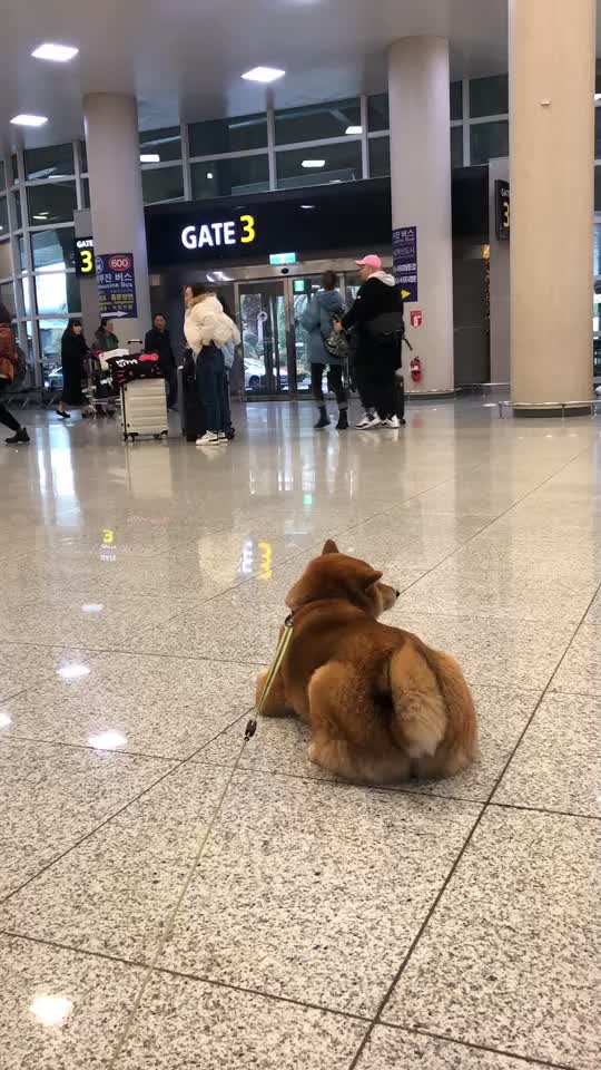 @틱톡하는시바🐕