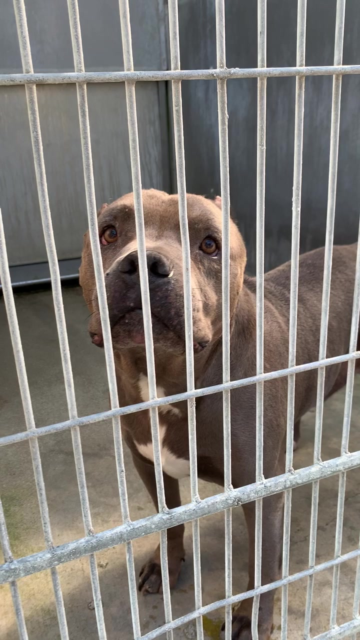 @Ray of Hope Rescue