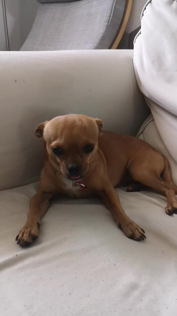 @derbopo