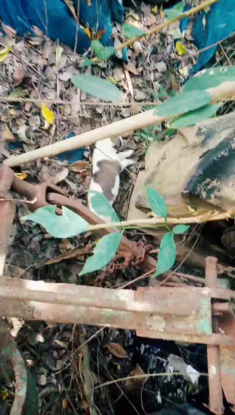 @น้องชมพู่