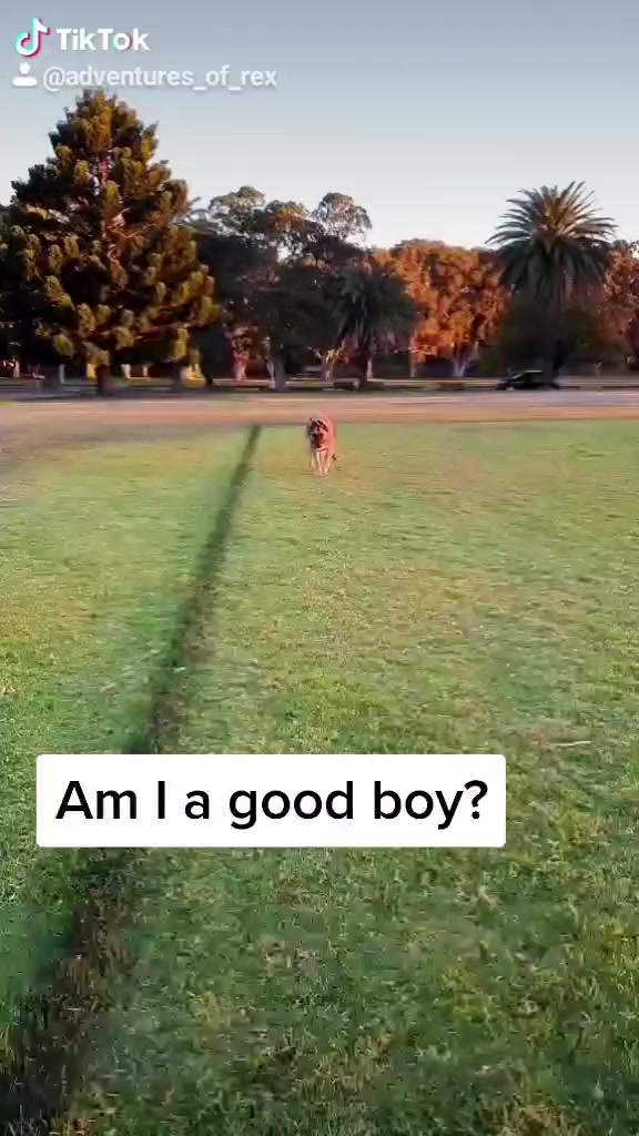 @Phoenix and Rex
